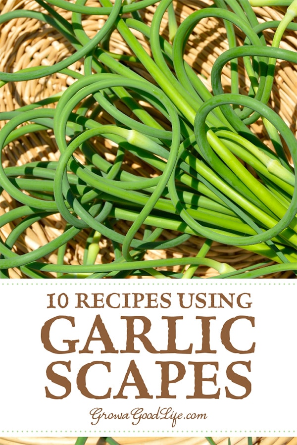 Garlic scapes are edible and have a mild garlic flavor with a hint of sweetness. Here are over 10 recipes that feature garlic scapes.