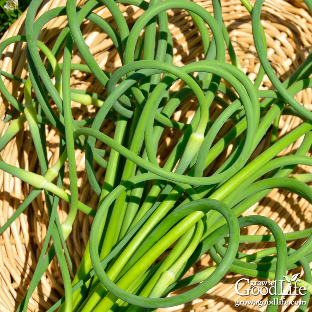 Freshly harvested garlic scapes piled in a basket, showing curly green stems ready for cooking or preserving.