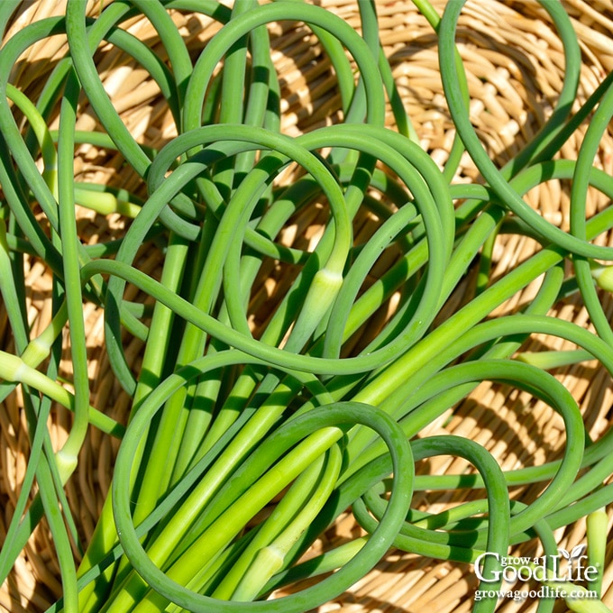 garlic scapes in a harvest basket