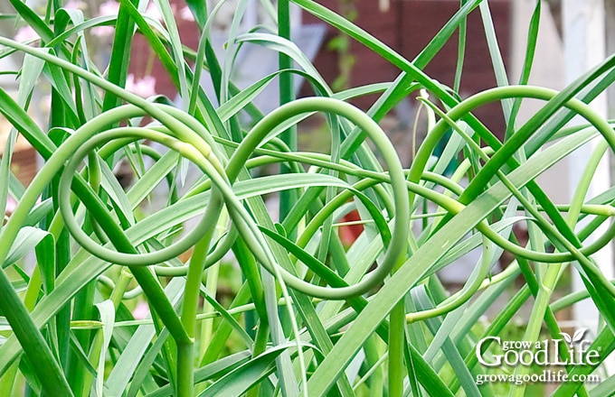 garlic scapes in the garden ready to pick