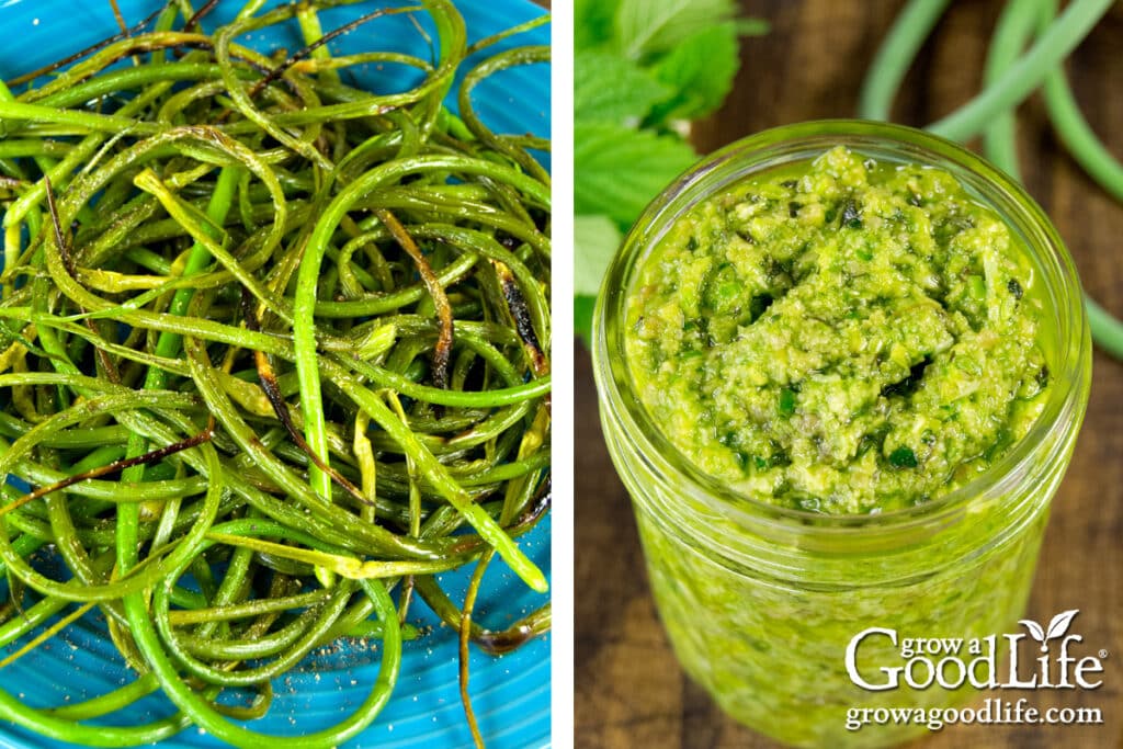Grilled garlic scapes and garlic scape pesto.