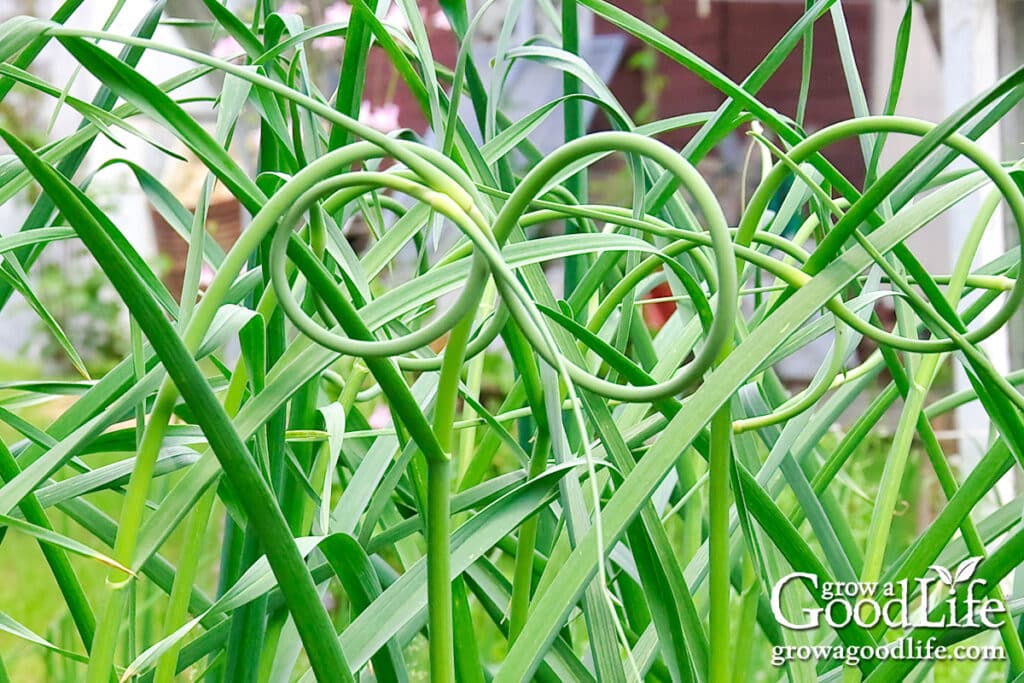 Curled garlic scapes on plants in the garden, showing the ideal stage for harvesting.
