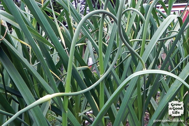  se você crescer alho de pescoço duro você está em um tratamento porque a planta fornece duas colheitas. Algumas semanas antes do bolbo de alho terminar de crescer, você terá uma oportunidade de colher os canos de alho. Estes rebentos com sabor a alho são deliciosos. Veja como é fácil colher canapés de alho e dez maneiras criativas de usá-los.