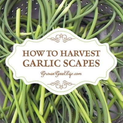 If you grow hardneck garlic you are in for a treat because the plant provides two harvests. A few weeks before the garlic bulb finishes growing, you will have an opportunity to harvest garlic scapes. These tender, mildly garlic flavored shoots are delicious. See how easy it is to harvest garlic scapes and ten creative ways to use them.