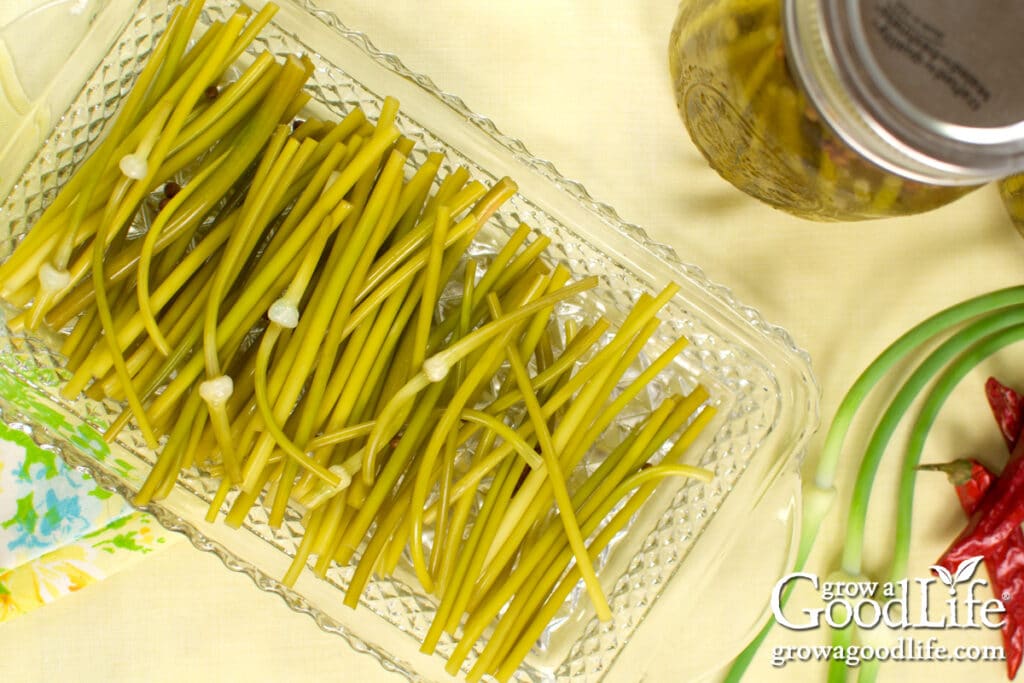 Serving plate of pickled garlic scapes on a table.