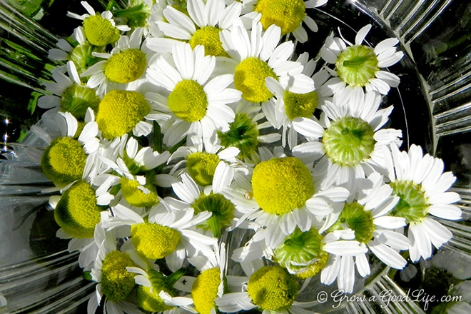 chamomile