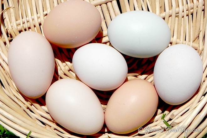 eggs