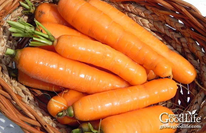 freshly harvested carrots in a basket