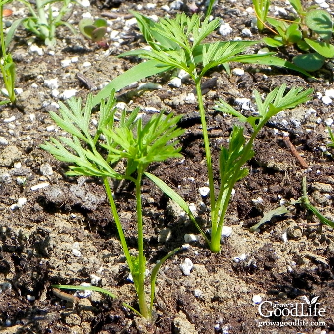 close up of young carrot plants growing in the garden