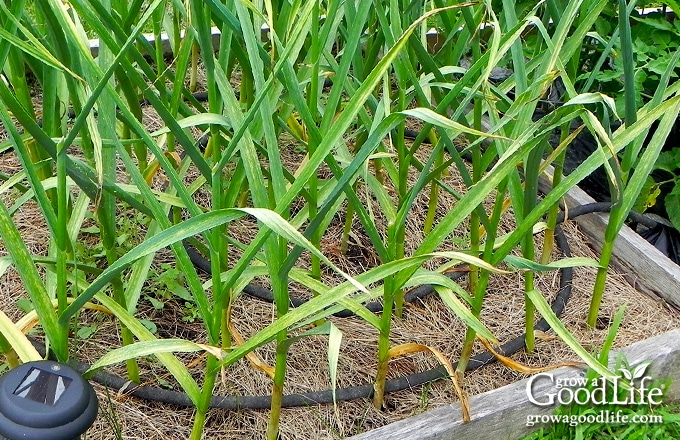 garlic growing in a raised bed garden