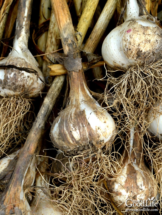 Knowing when to harvest garlic can be tricky. Here are tips to help you decide when the time is right to harvest garlic, plus learn how to cure and store garlic for winter.