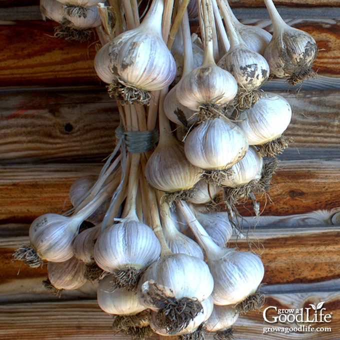 garlic tied in bunching hanging against a wood background