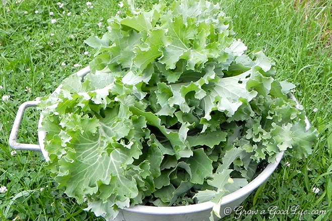 kale-harvest-photo
