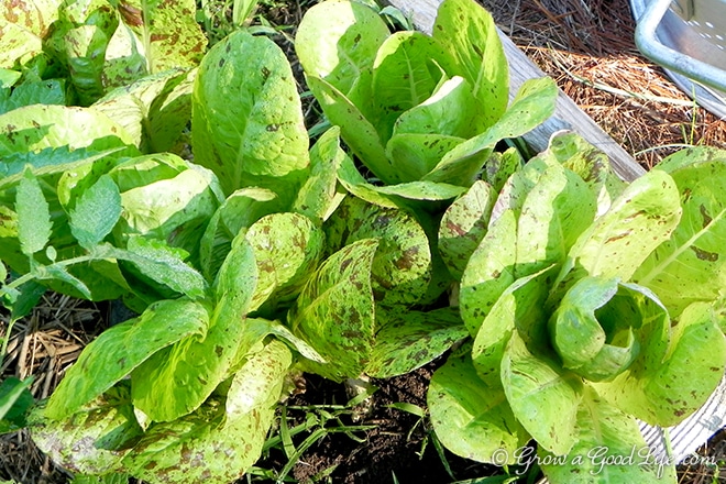 forellenschluss-lettuce-photo