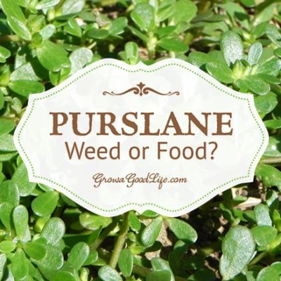 Purslane: Weed it or Eat it?