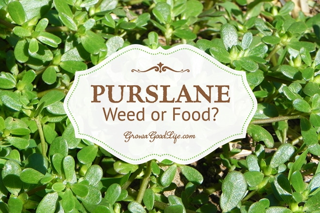 Purslane: Weed it or Eat it?