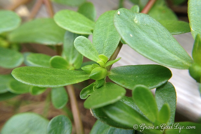 Purslane is low in calories, high in fiber, an excellent source of the essential amino acids, Omega-3 fatty acids, and vitamins A, C and E.