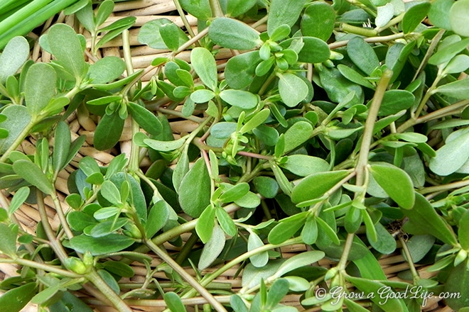 purslane-harvest-photo