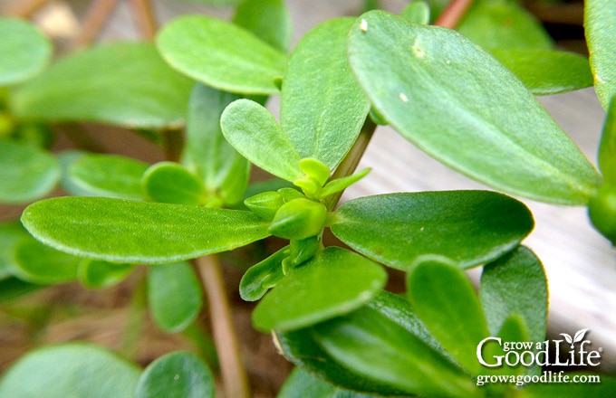 Close-up of purslane leaves and reddish stems for plant identification.