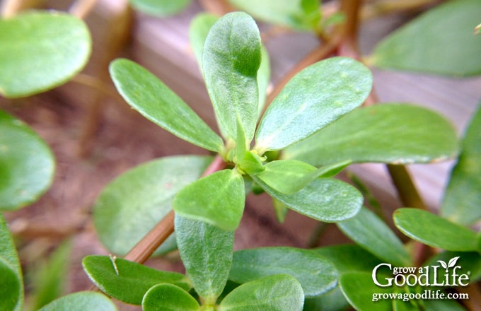 Close-up of a purslane plant showing succulent green leaves clustered along the stems.