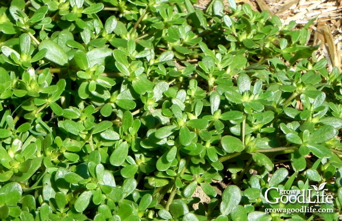 A dense mat of purslane weed spreading across the soil in a garden bed.