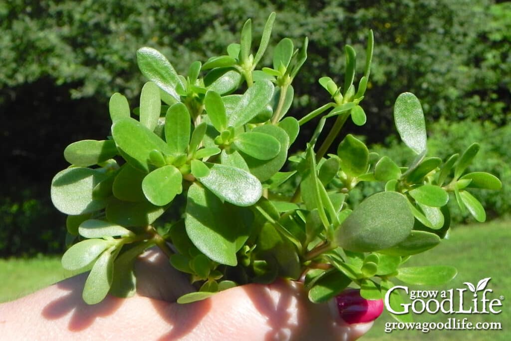 A handful of fresh purslane harvested from the garden.