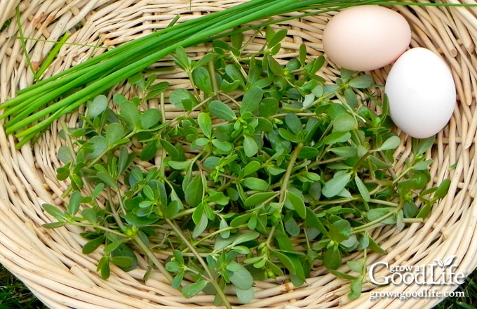 Harvest basket filled with purslane, chives, and two fresh eggs for an omelet.