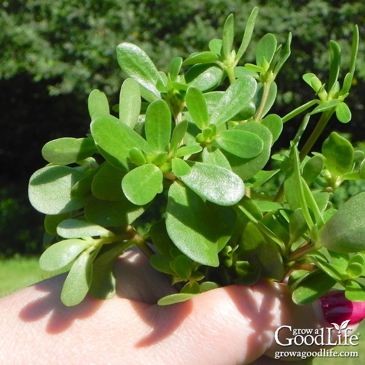 Freshly harvested purslane weed held in a hand, showing its succulent leaves and stems.