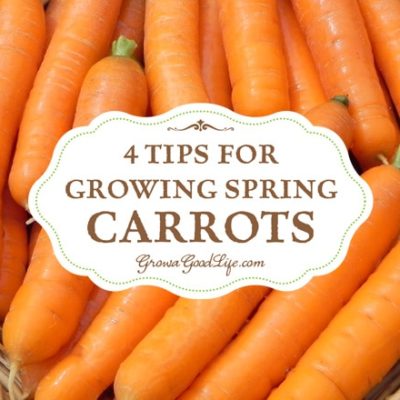 Do you have difficulty growing spring carrots? Germination seems to take forever in the spring due to the cool air and soil temperatures. A lot can go wrong during this time. Here are 4 tips to improve carrot seed germination.