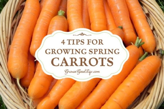 3 week old carrot seedlings