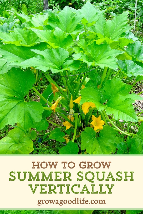 How to Grow Summer Squash Vertically