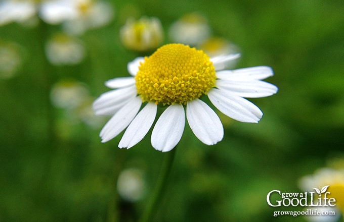 Growing Chamomile for Tea is easy. Chamomile grows best in a sunny location but can tolerate some shade. It is drought tolerant and trouble free.