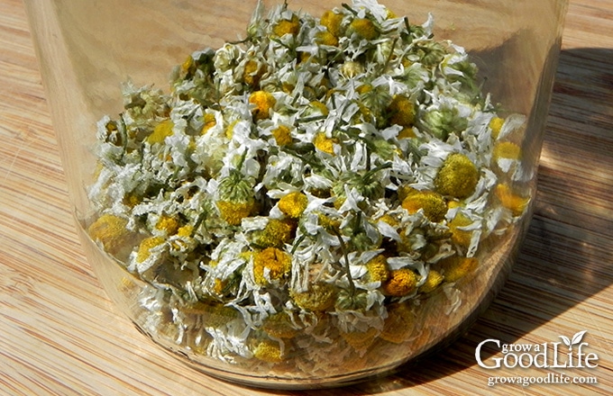 Growing Chamomile For Tea