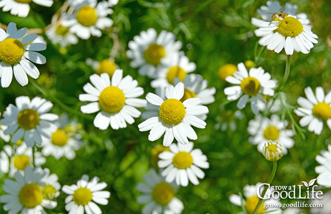 Growing Chamomile for Tea is easy. Chamomile grows best in a sunny location but can tolerate some shade. It is drought tolerant and trouble free.