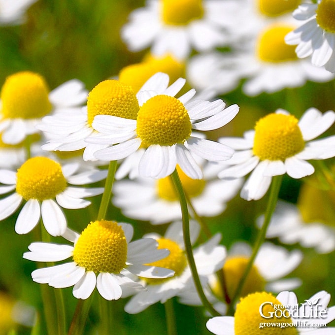 Close up of chamomile flowers in the garden.