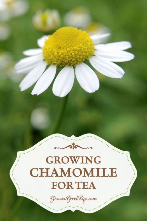 Growing Chamomile for Tea