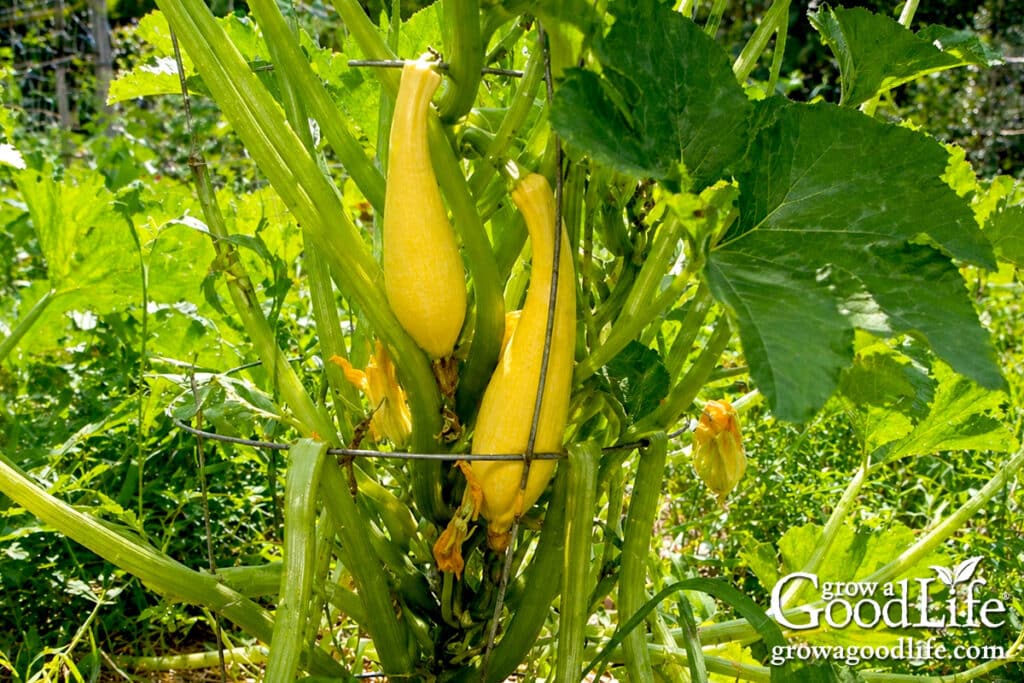 Yellow summer squash growing on a plant supported by a tomato cage.