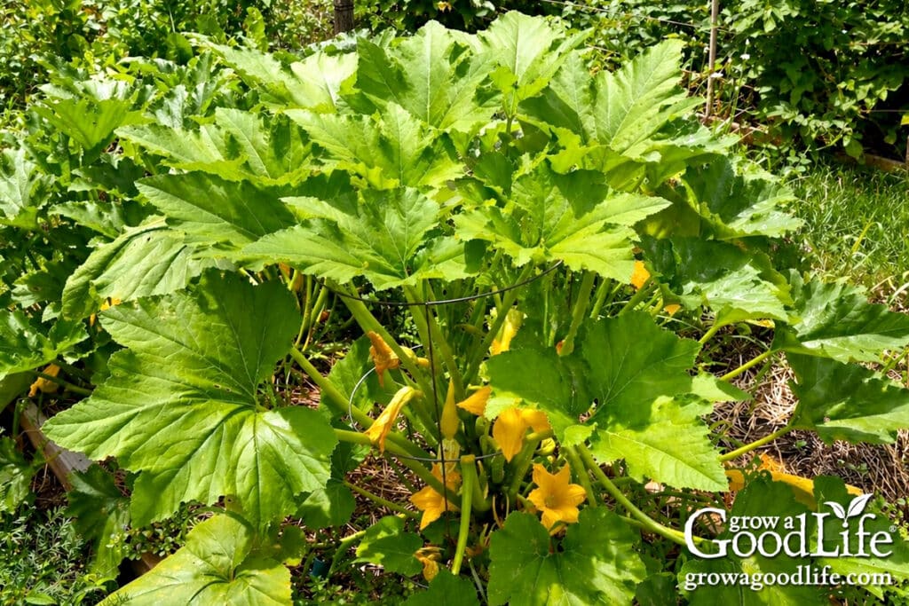 Mature yellow summer squash plant growing upright in a tomato cage support.
