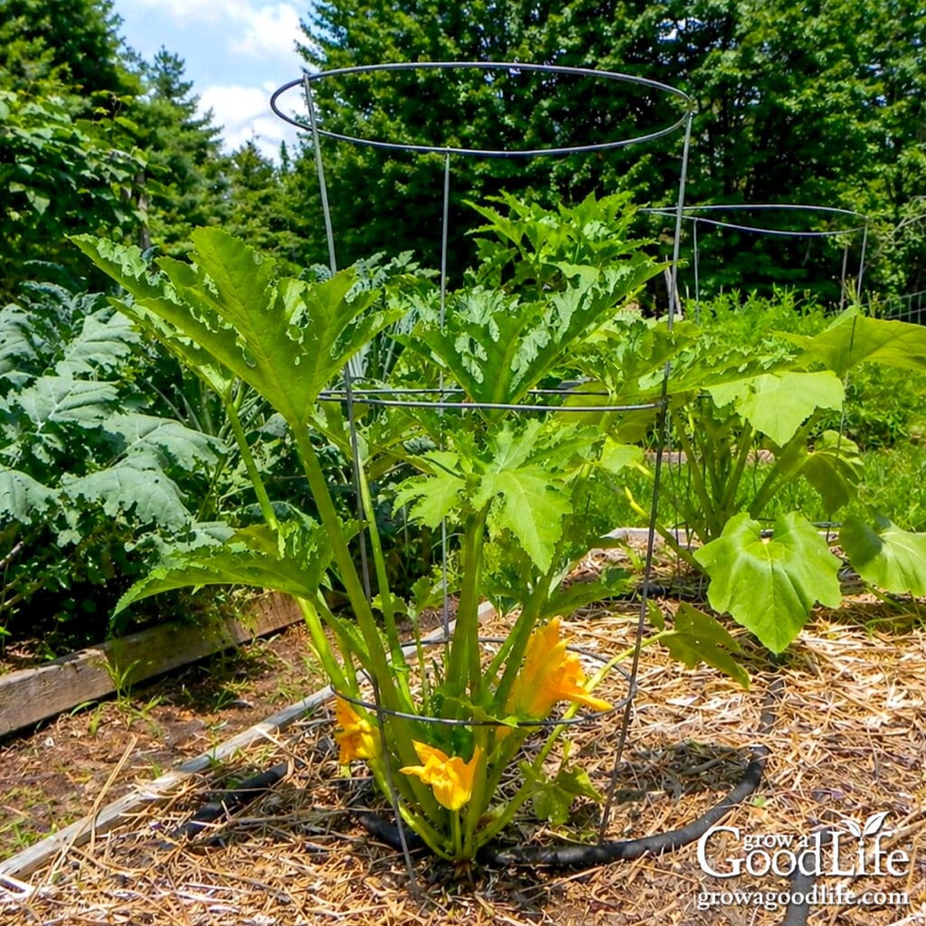 Young zucchini plant growing vertically in a tomato cage in a raised bed garden.