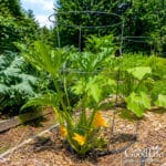 Young zucchini plant growing vertically in a tomato cage in a raised bed garden.