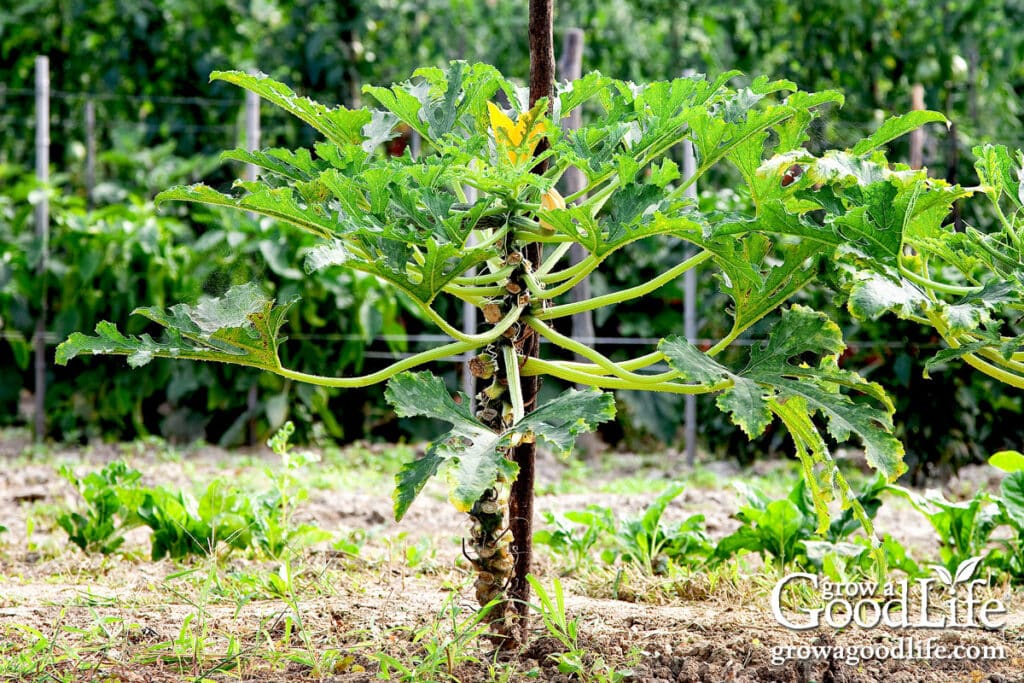 Zucchini plant tied to a stake and pruned to grow vertically.