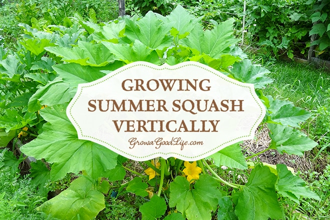 Growing summer squash vertically by trellising or in tomato cages helps to save space, encourages air circulation, and allows the squash to be more visible reducing the chance of overgrowth.