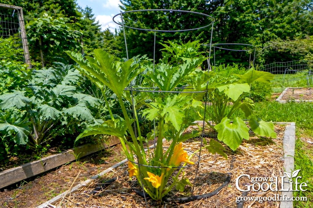 Young zucchini plant in a raised bed with straw mulch and tomato cage support.
