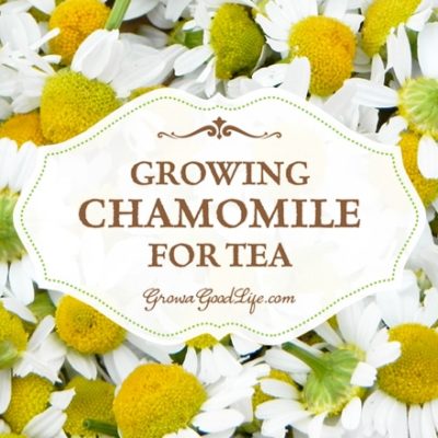 Growing Chamomile for Tea