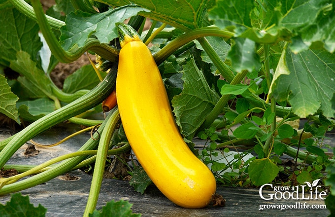 yellow zucchini flopping out of the growing bed