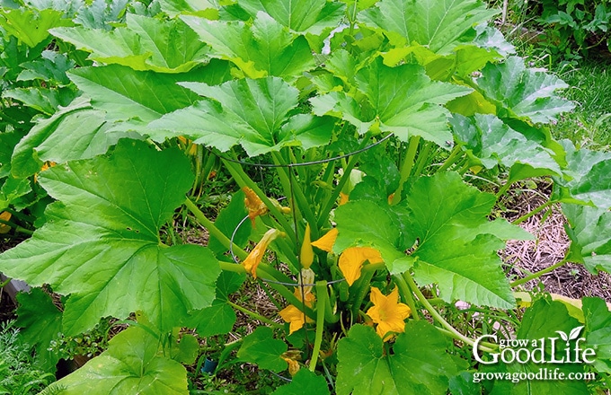 Summer squash growing in a tomato cage