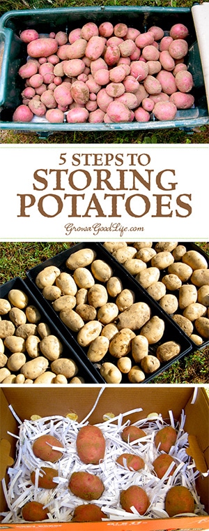 Do you grow your own potatoes or buy in bulk from the farmers market? Follow these five easy steps to keep your potatoes fresh all winter long.