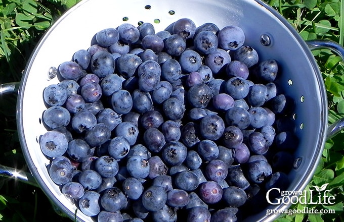 Blueberry harvest in a white bowl.