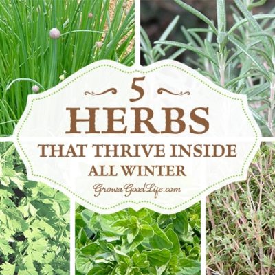 Even if you don’t have outdoor gardening space, there are plenty of herbs that you can grow indoors successfully on a sunny windowsill. If you do grow herbs in your garden, fall is a great time to think about starting an indoor windowsill herb garden to grow herbs indoors so you can enjoy their fresh flavor all winter long.
