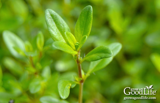 close up photo of a thyme plant